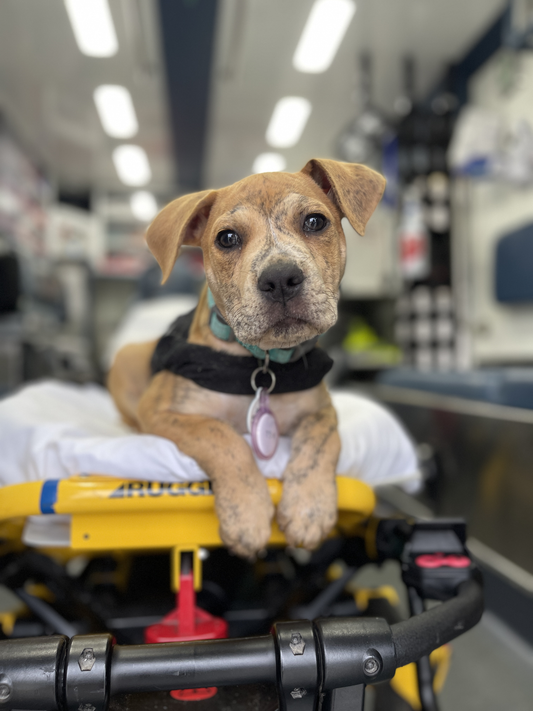 Community Paramedic Program Adds Therapy Dog