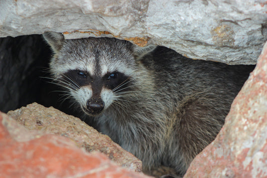 Rabies case confirmed in Caldwell County